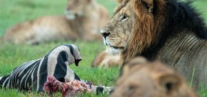 Tarangire national park 