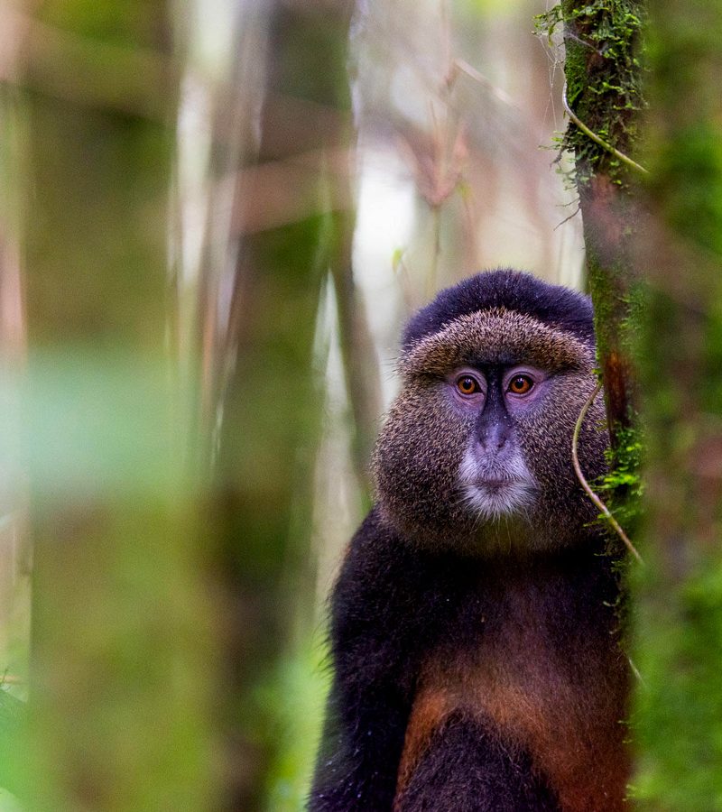 10-days-classic-rwanda-primate-wildlife-cultural-safari