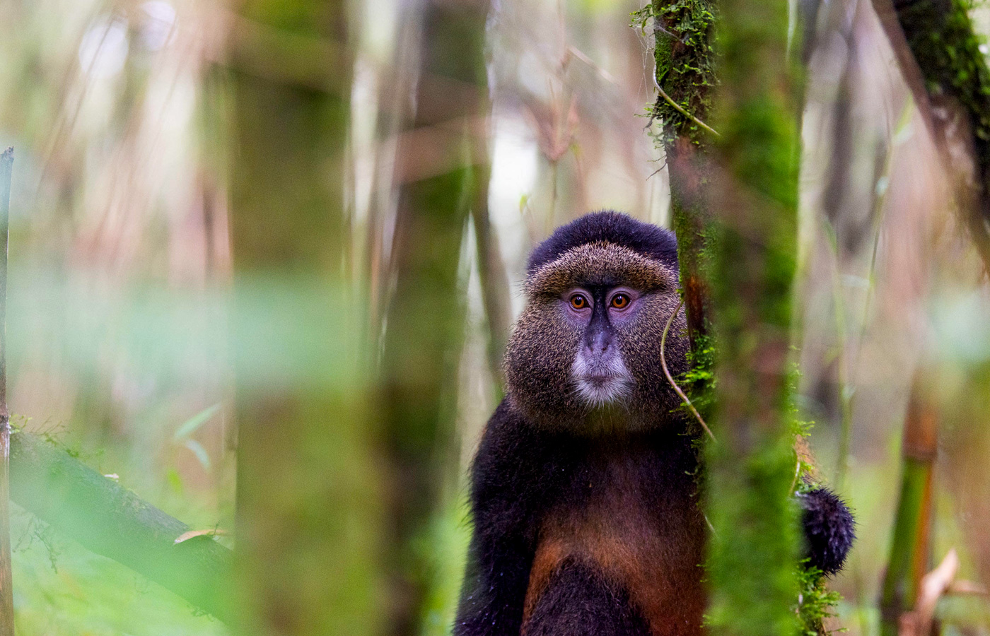 10-days-classic-rwanda-primate-wildlife-cultural-safari