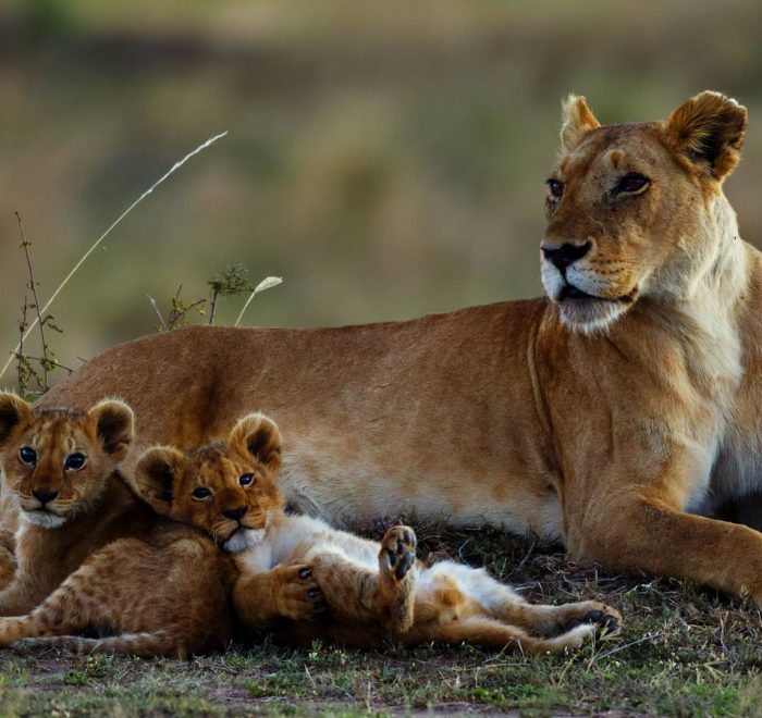 10-days-kenya-6-parks-best-wildlife-safari-to-diani-beach
