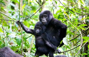 7 Days Uganda Gorilla Trekking and Wildlife Safari Package