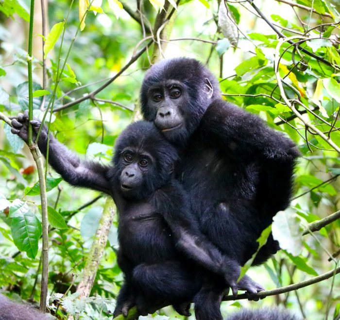 5 Days Uganda Gorillas, Wildlife and Chimpanzee Trekking