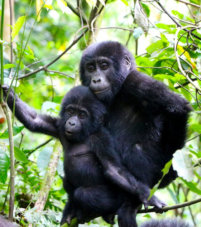 5 Days Uganda Gorillas, Wildlife and Chimpanzee Trekking