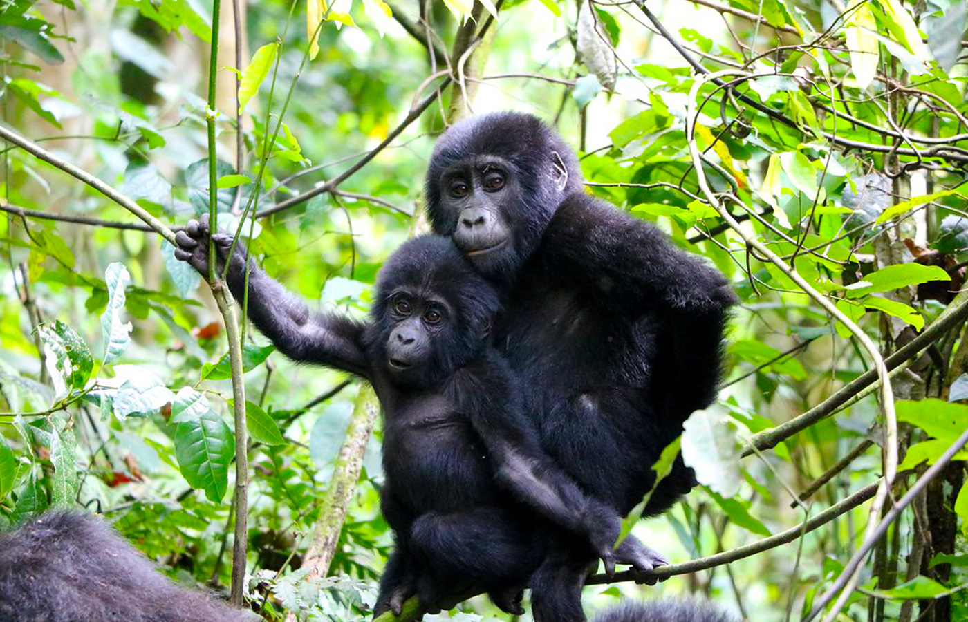 5 Days Uganda Gorillas, Wildlife and Chimpanzee Trekking