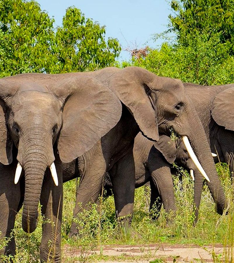 17-day-uganda-safari-gorilla-safari-wildlife-tour