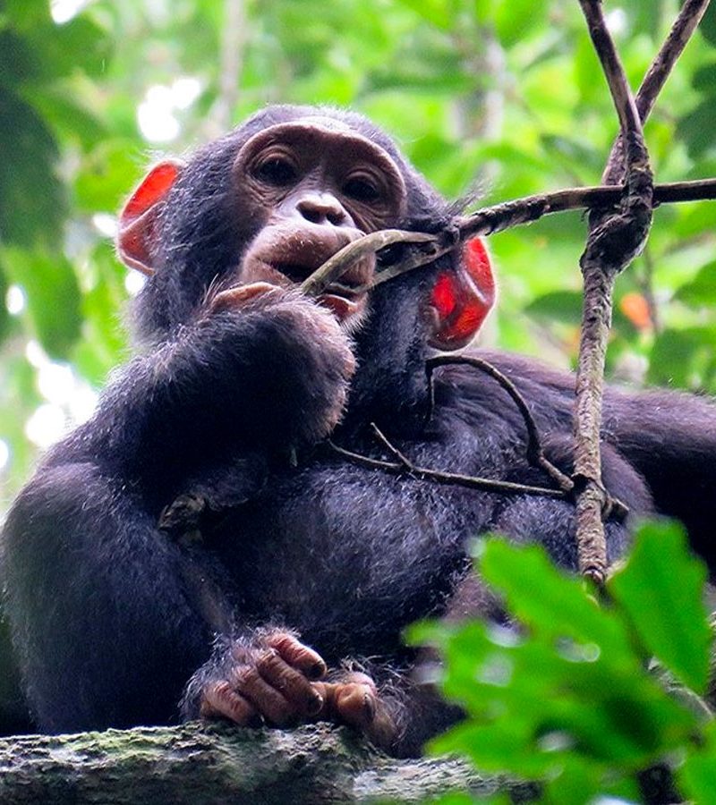 18-day-great-apes-of-uganda-wildlife-and-adventure-uganda-safari