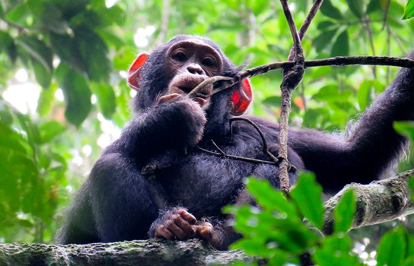 18-day-great-apes-of-uganda-wildlife-and-adventure-uganda-safari