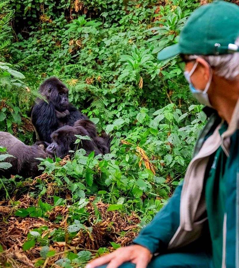 21-days-uganda-safari-gorillas-and-chimpanzees-wildlife-holiday