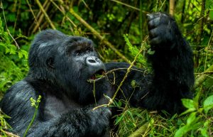 4 Days Gorilla Trekking and Lake Bunyonyi Relaxation