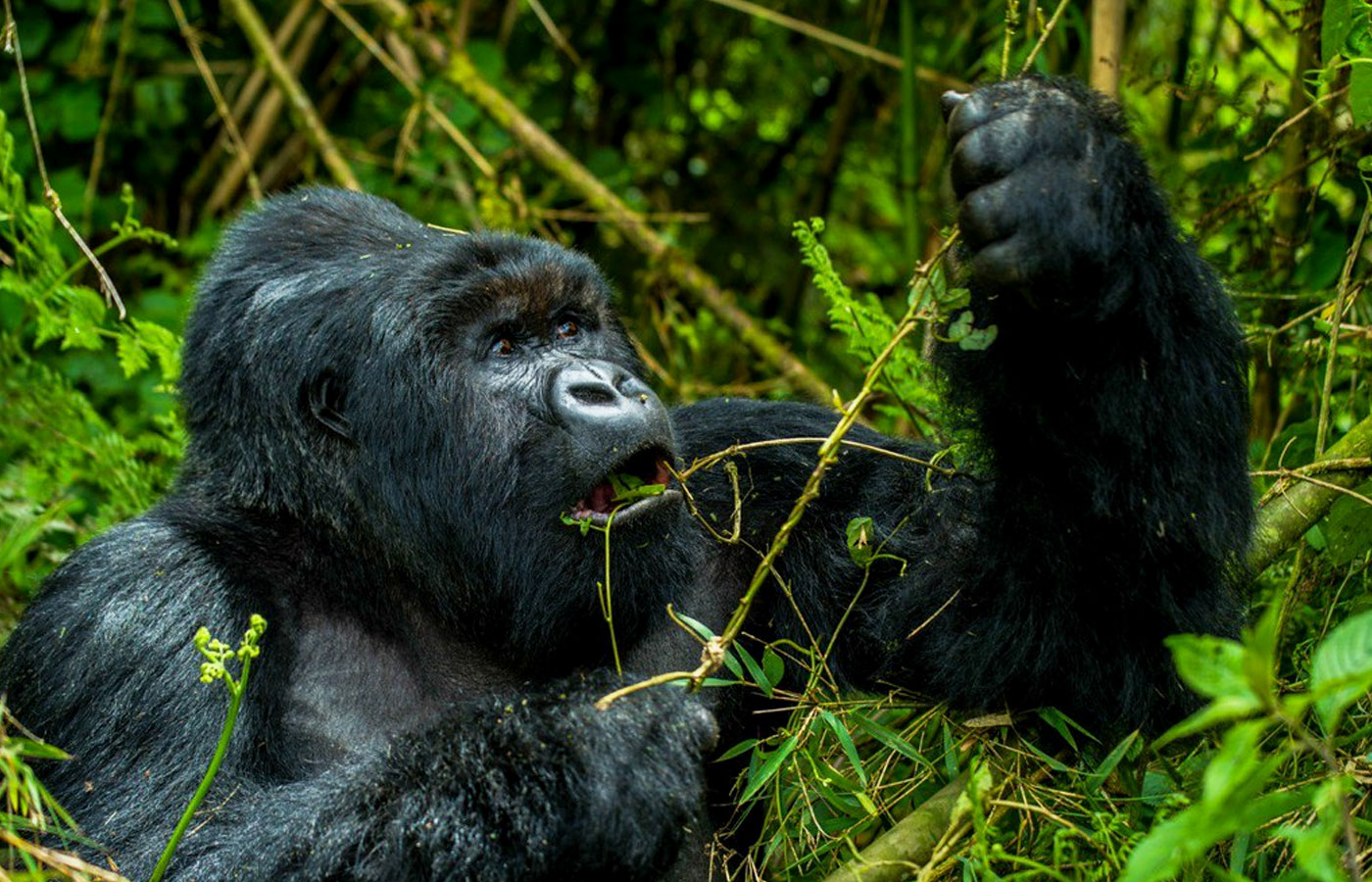 4-days-rwanda-gorilla-trekking
