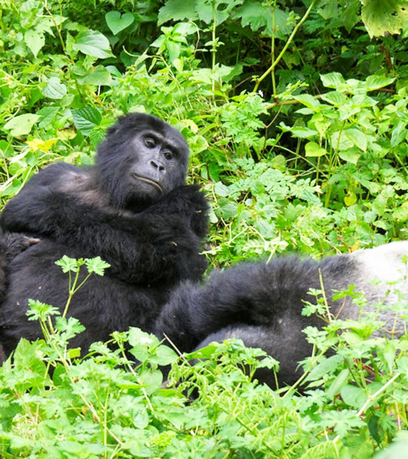 3 Days Luxury Fly In Gorilla Trekking Safari