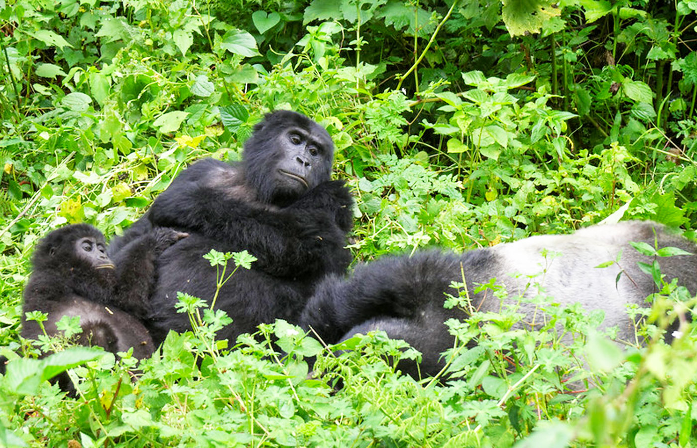 3 Days Luxury Fly In Gorilla Trekking Safari