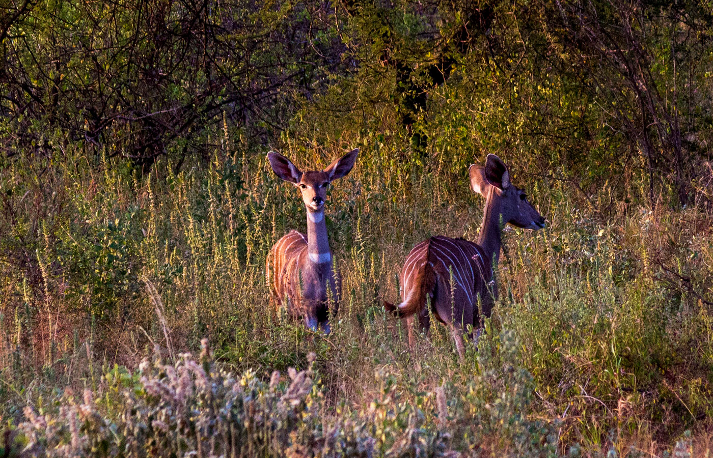 6-days-best-of-kenya-wildlife-safari