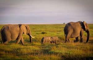 6-days-kenya-wildlife-mid-range-safari-kenya