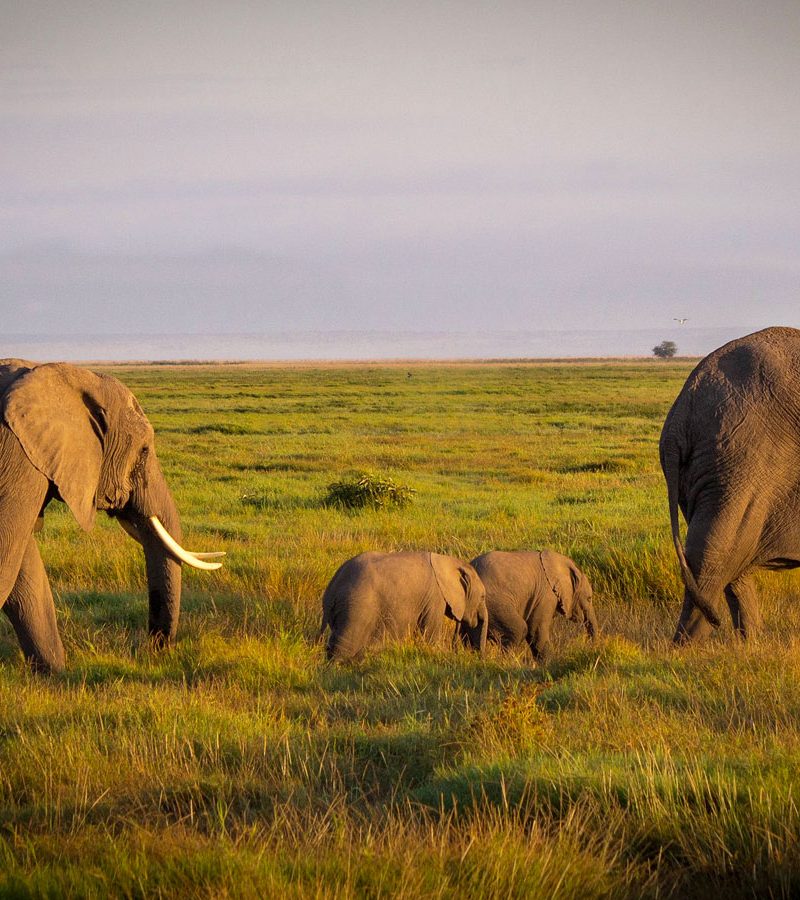 6-days-kenya-wildlife-mid-range-safari-kenya