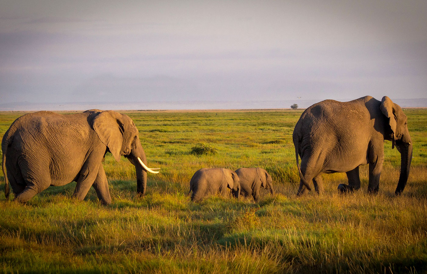 6-days-kenya-wildlife-mid-range-safari-kenya
