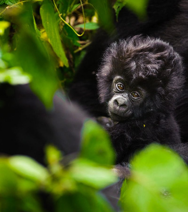 6-days-rwanda-adventures-great-apes-lake-kivu