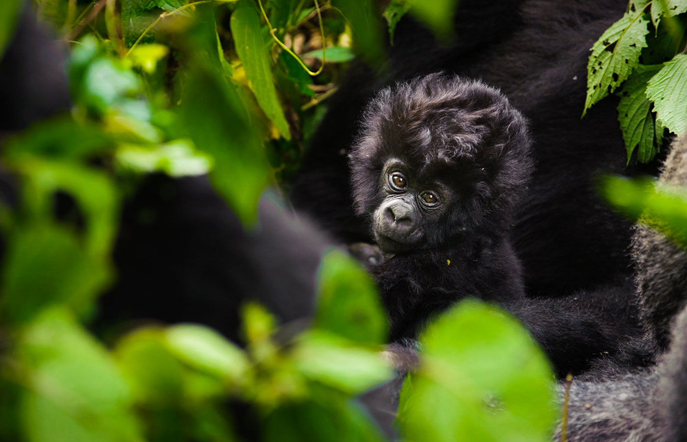 6-days-rwanda-adventures-great-apes-lake-kivu