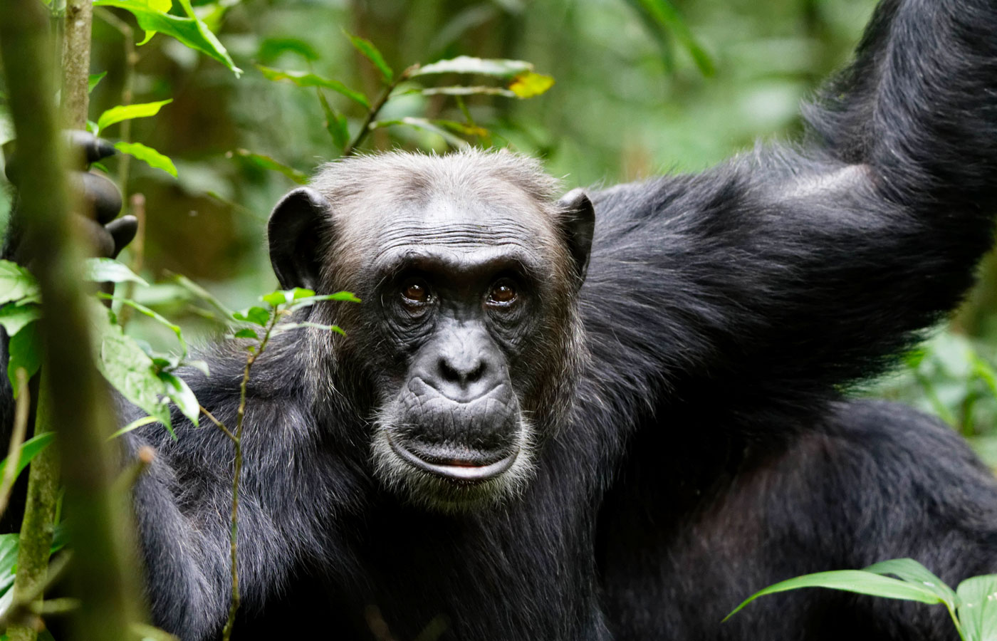 7 Days Murchison Falls, Chimps & Gorilla Trekking