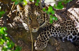7-days-luxury-all-inclusive-epic-safari