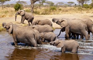 3 Days Safari to Queen Elizabeth National Park