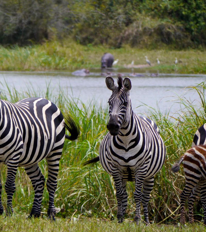 8-days-game-safari-in-rwanda