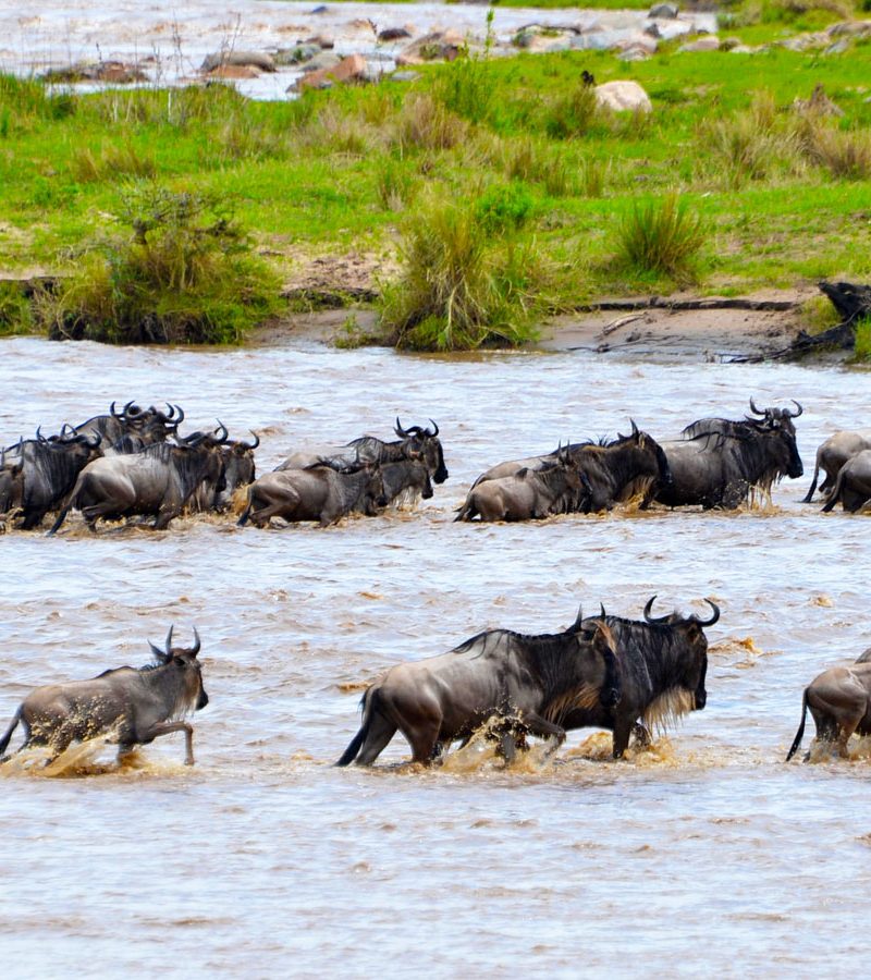 9-days-migration-river-crossing