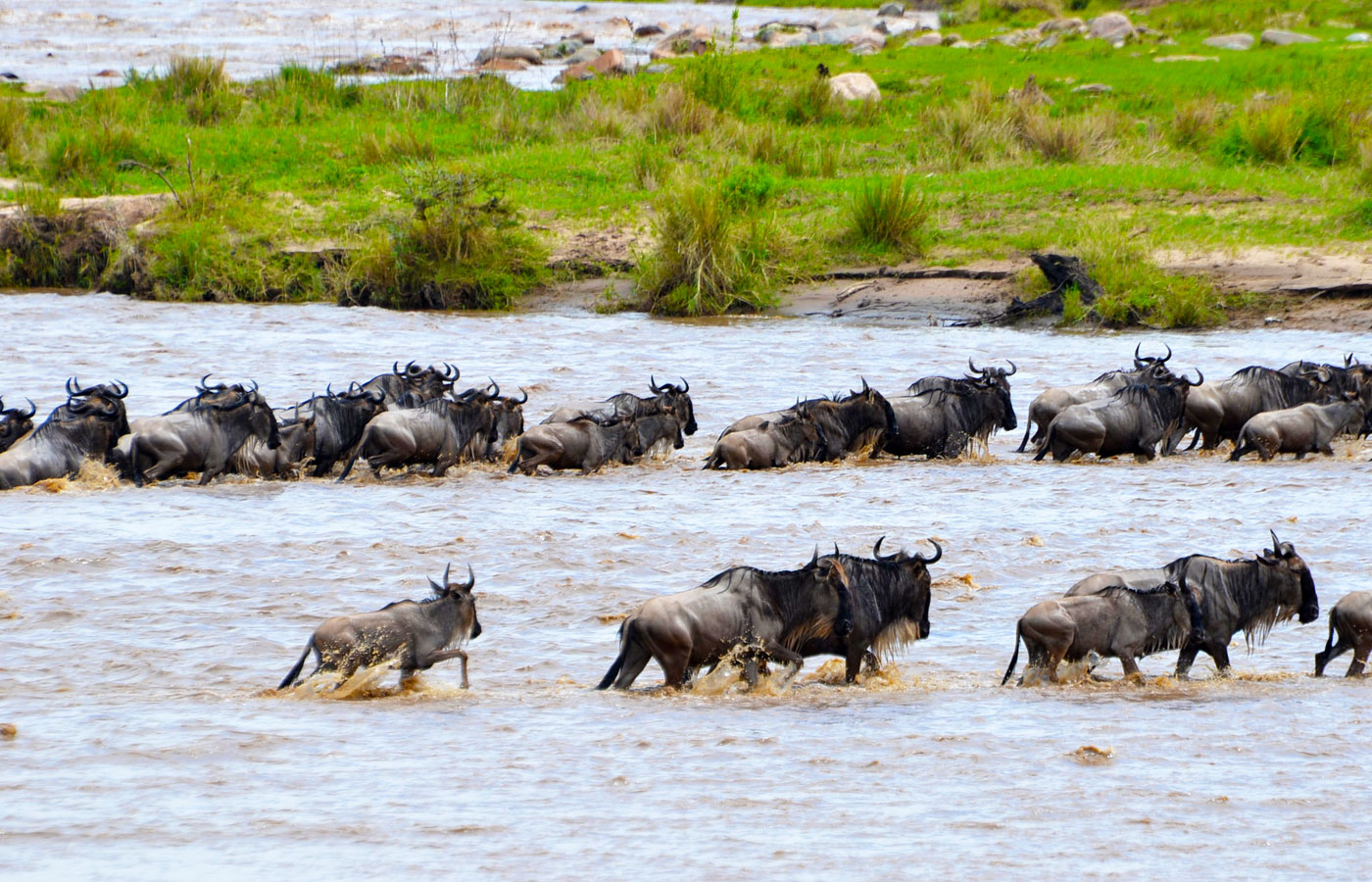 9-days-migration-river-crossing