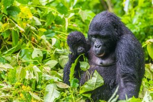 6 Days Budget Friendly Wildlife with Gorilla Trekking