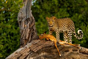 leopards-in-africa