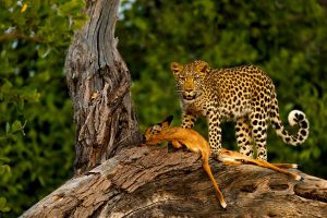 leopards-in-africa