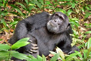 chimpanzee-tracking-experience