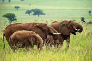 3 Days Big 5 Safari Murchison Falls National Park Uganda