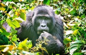 7 Days Uganda Safari Wildlife, Gorillas and White Water