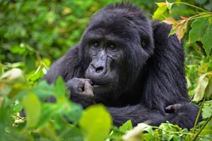 3 Days Gorilla Trekking and Cultural Safari